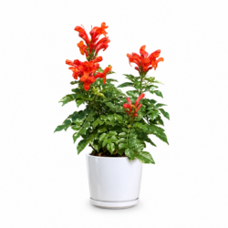 Tecomaria Capensis