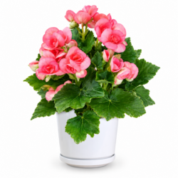 Elatior Begonia (Pink)