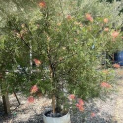 Grevillea (Spider Flower Shrub)