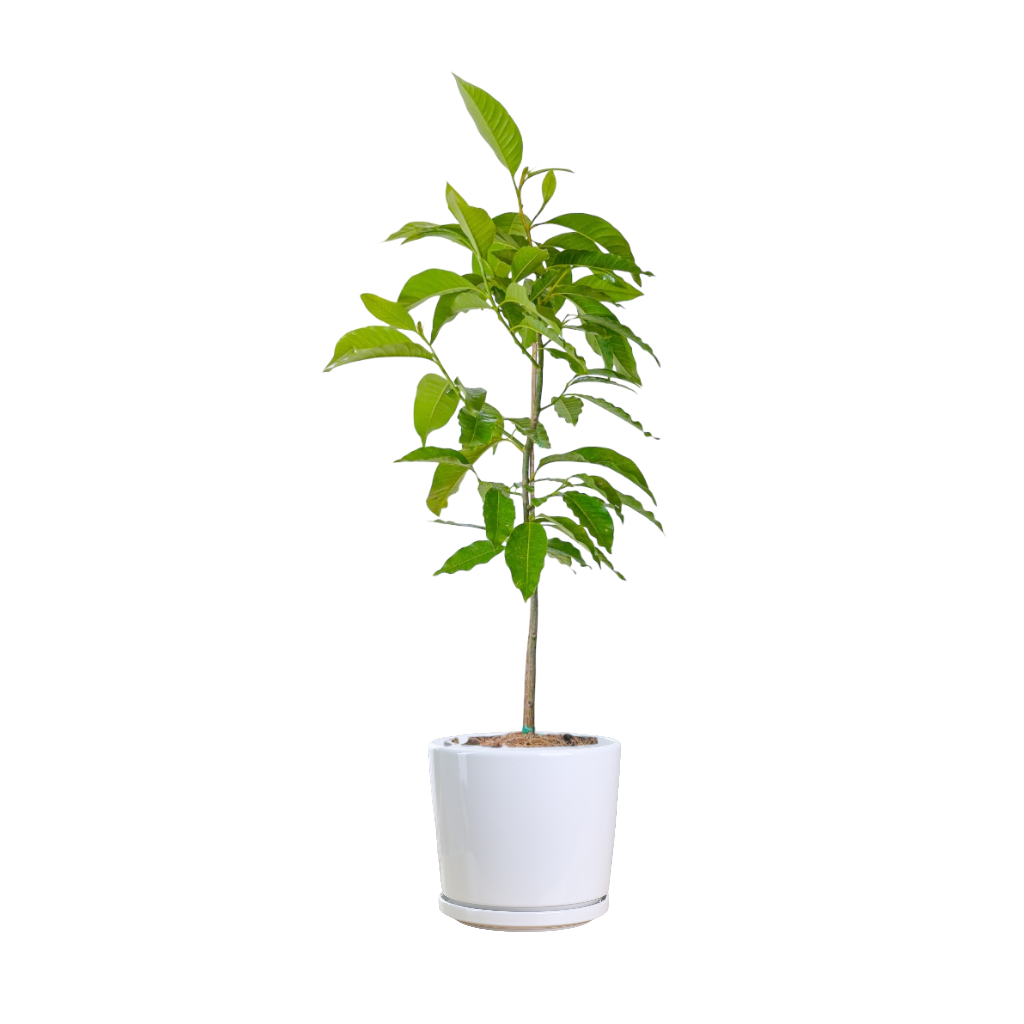 White champaca - Image 2