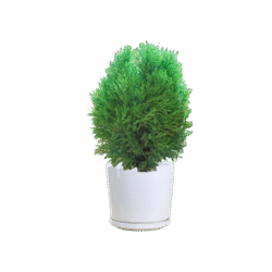 Platycladus (Oriental Arborvitae)