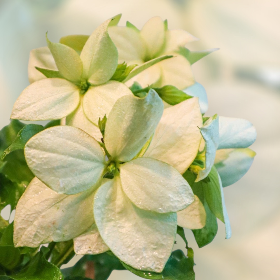 Mussaenda philippica 'Aurorae' - Image 2