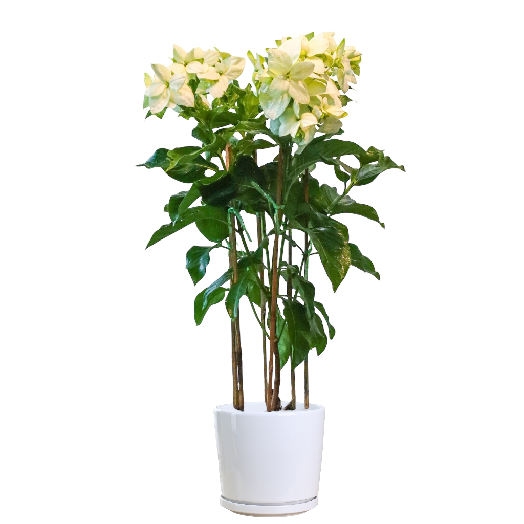 Mussaenda philippica 'Aurorae'