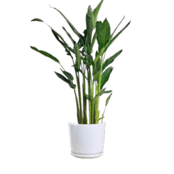 Giant White Bird of Paradise