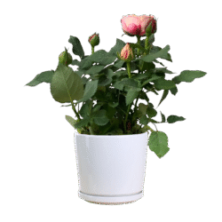 Julia Rose (Itoh Peony)