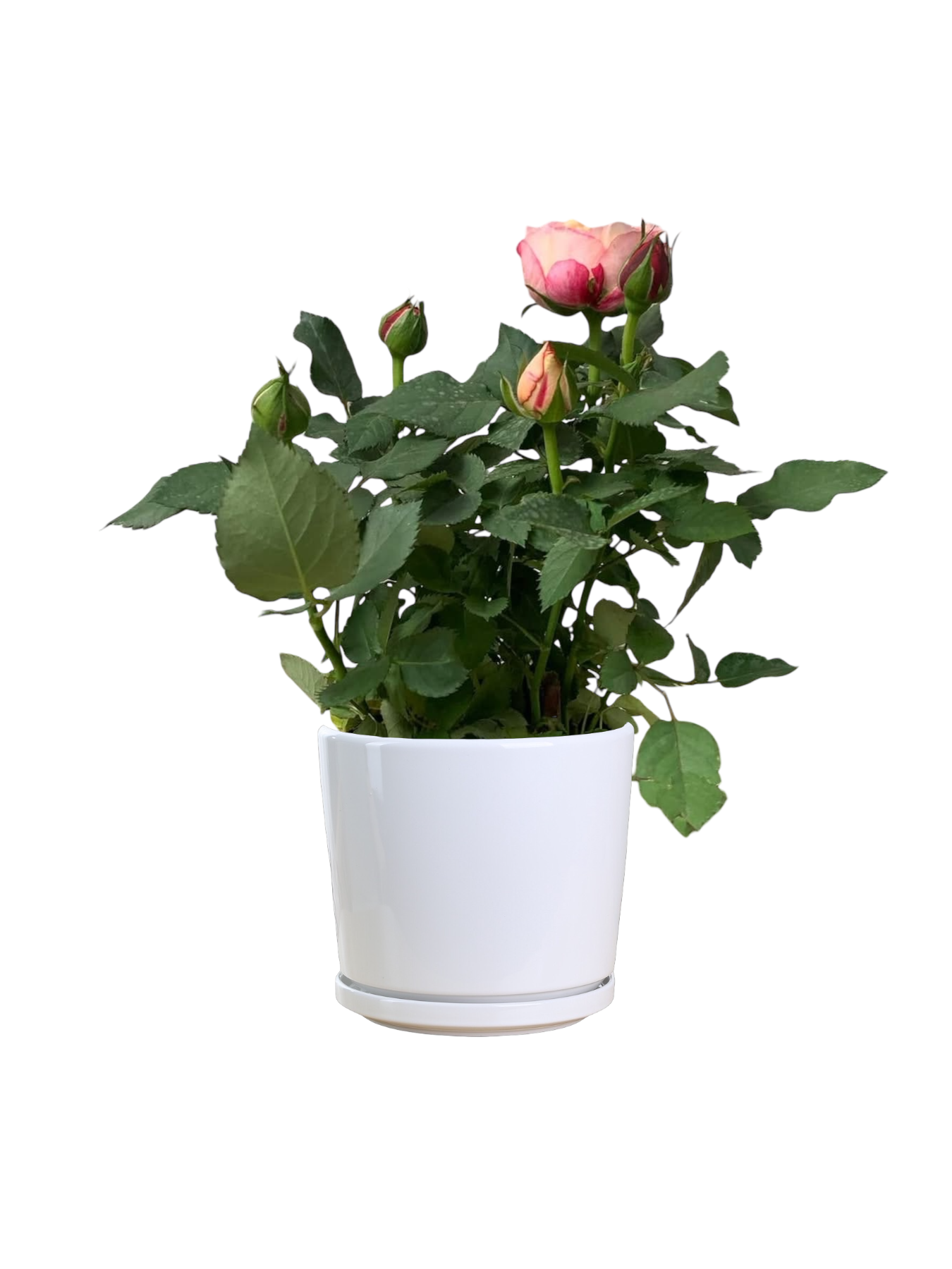 Julia Rose (Itoh Peony)