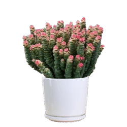 Crassula Perforata