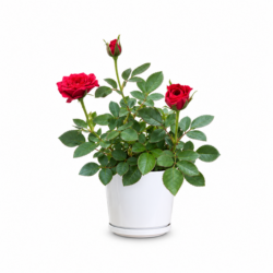 Miniature Rose