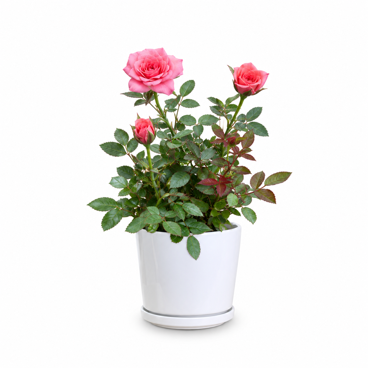 Miniature Rose (Pink)