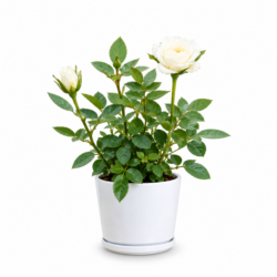 Miniature Rose (White)