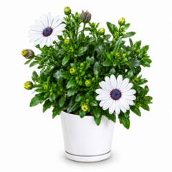 Osteospermum Ecklonis