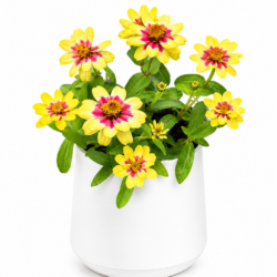 Zinnia Zydeco