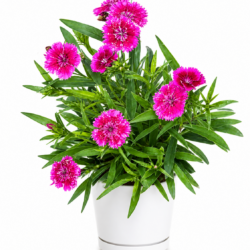 China Pink Flower Plant