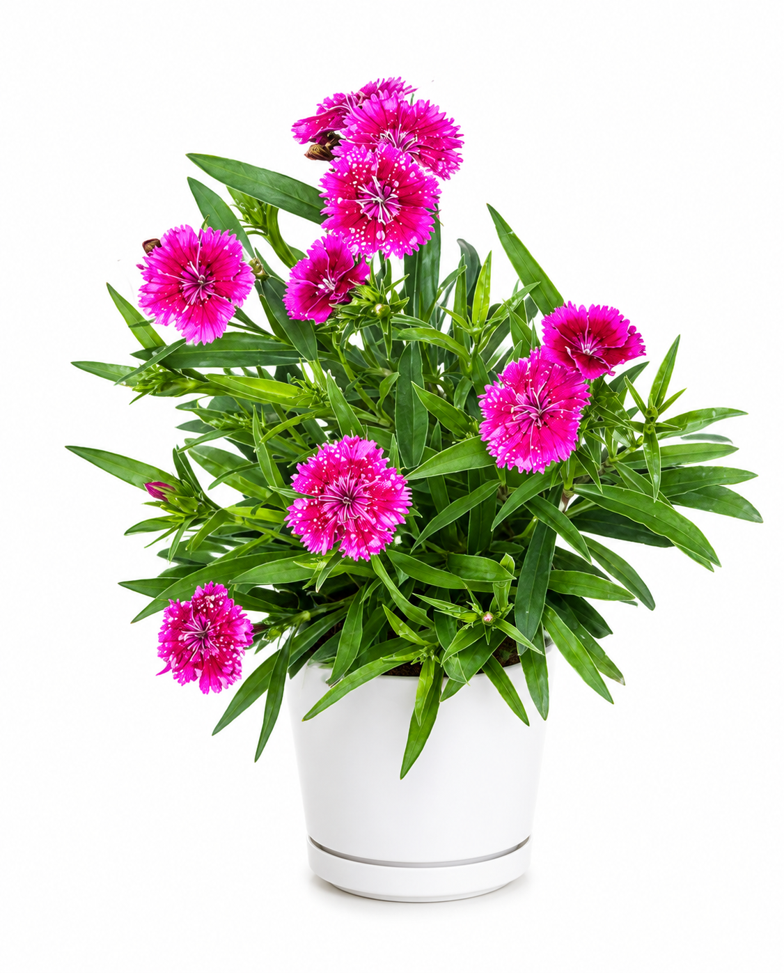 China Pink Flower Plant