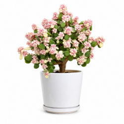 Dwarf Jade Plant – Elephant Bush