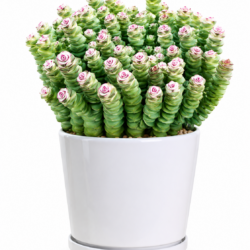 Crassula Marnieriana