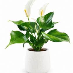 Anthurium White