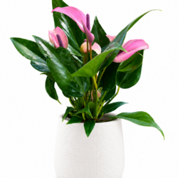 Anthurium Zizou Purple
