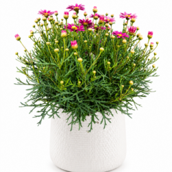 Argyranthemum Frutescens - La Rita Salmon Pink