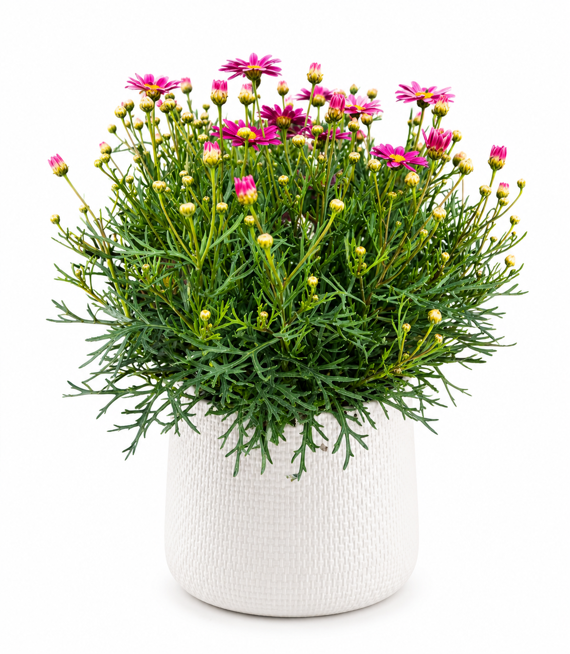 Argyranthemum Frutescens - La Rita Salmon Pink