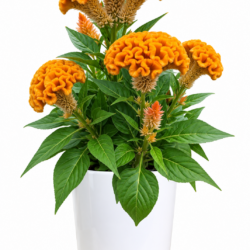 Crested Cock’s Comb (Orange-Yellow)
