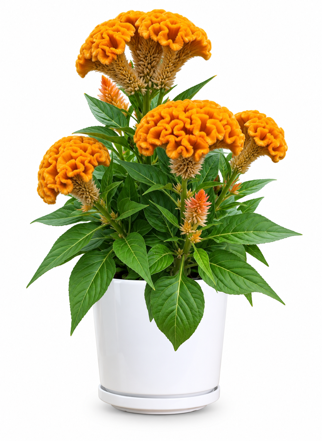 Crested Cock’s Comb (Orange-Yellow)