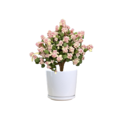 Dwarf Jade Plant – Elephant Bush