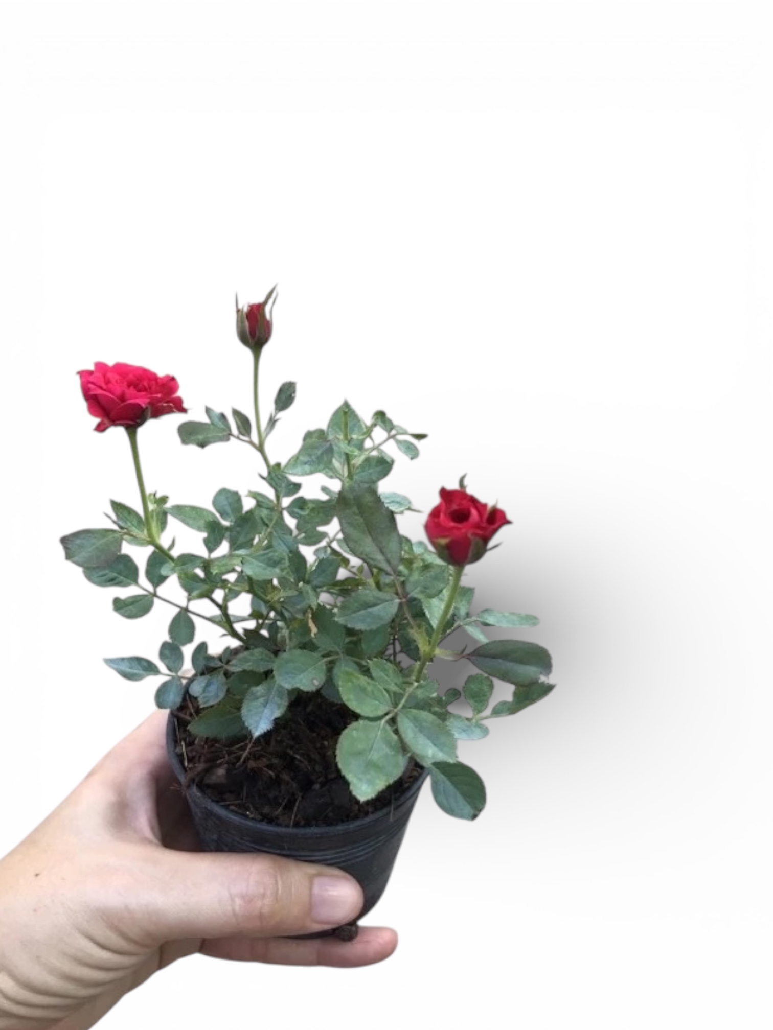 Miniature Rose - Image 2