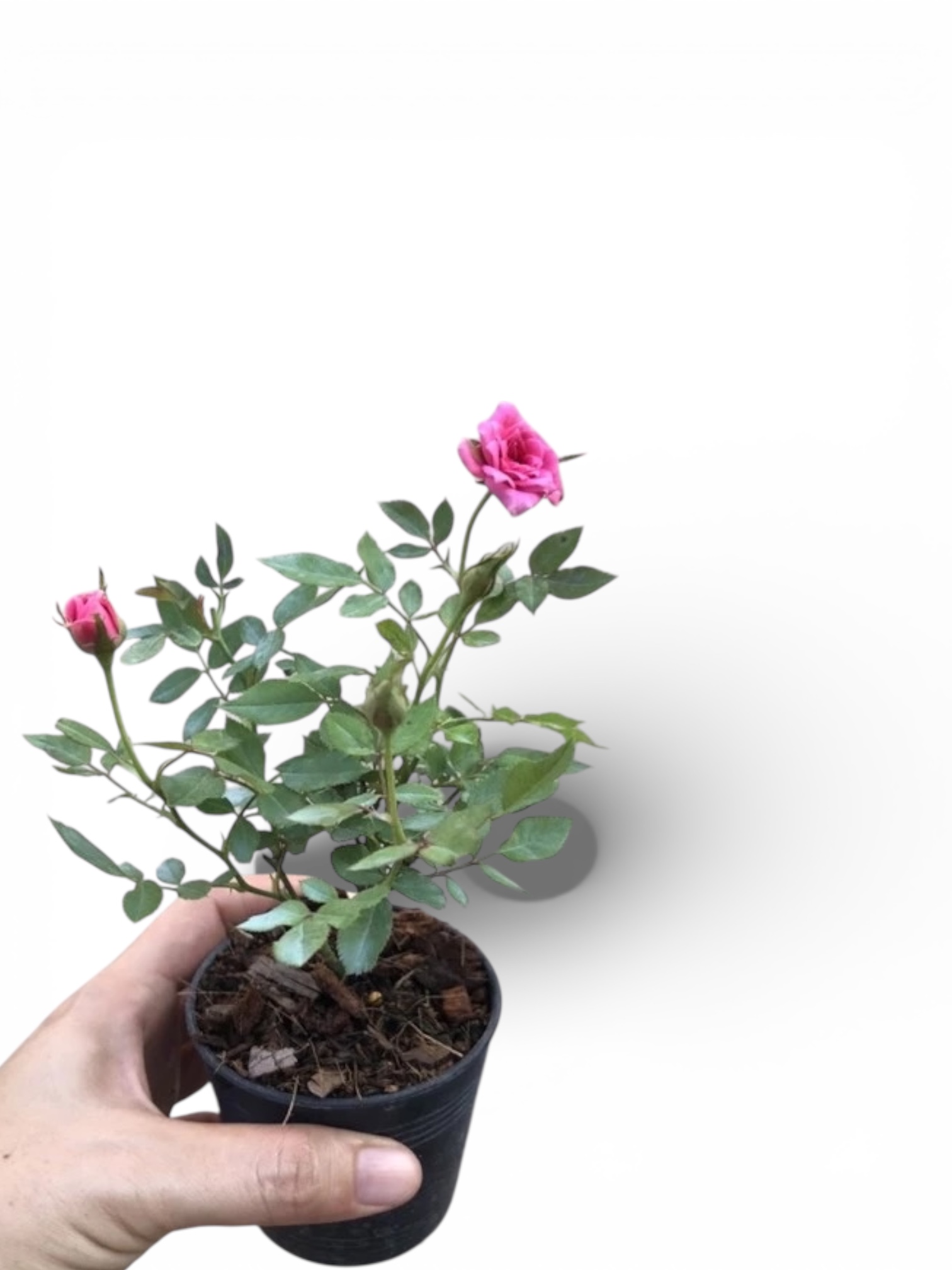 Miniature Rose - Image 3