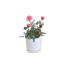 🌹 Miniature Rose ( Pink)