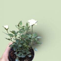 Miniature Rose (White)