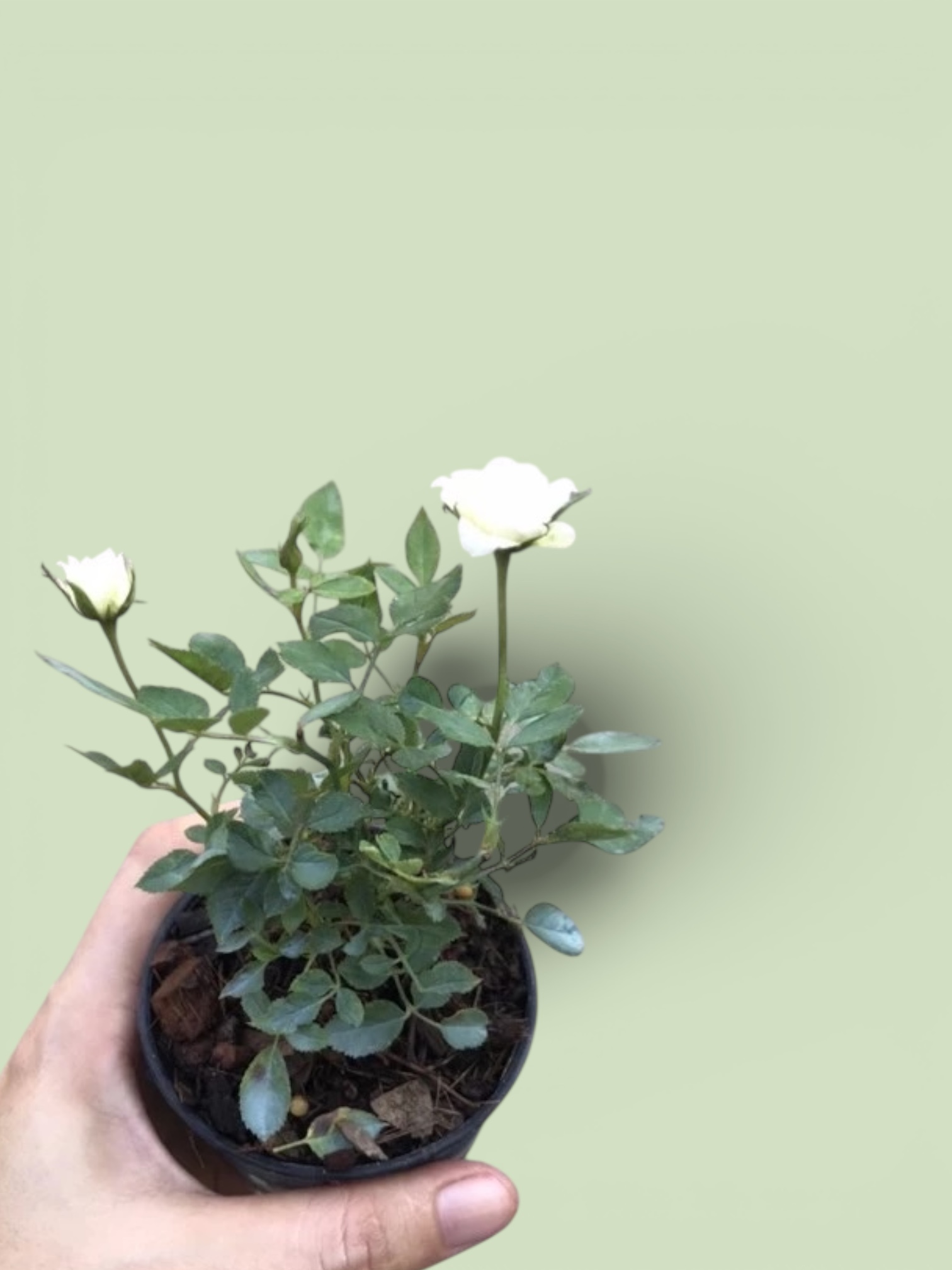 Miniature Rose (White)