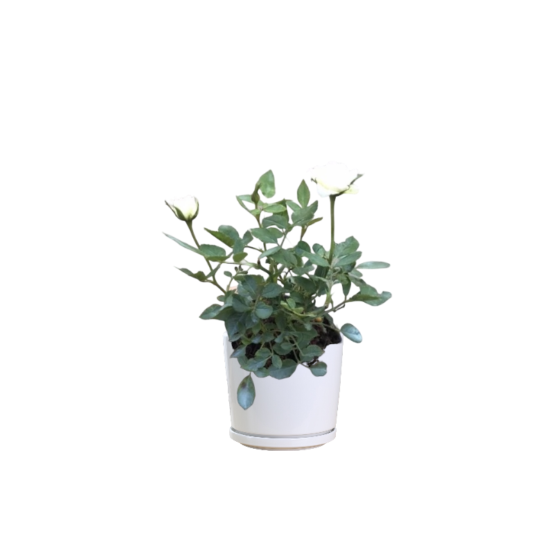 Miniature Rose (White) - Image 2