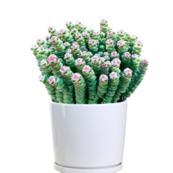 Crassula marnieriana