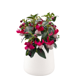 Fuchsia hybrid