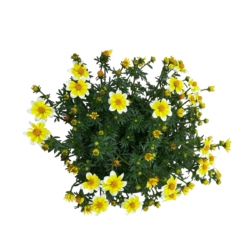 Spicy Electric White