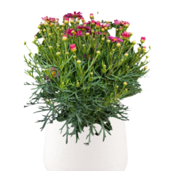 Argyranthemum frutescens La Rita Salmon Pink