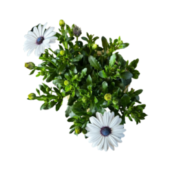 Osteospermum ecklonis