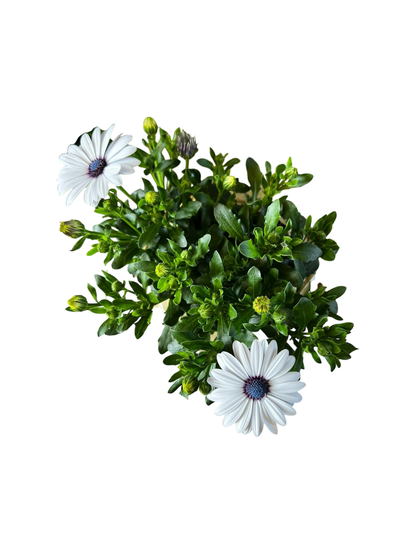 Osteospermum Ecklonis