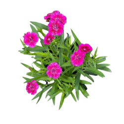 China Pink Flower Plant