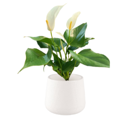 Anthurium White