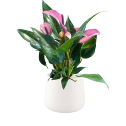 Anthurium Zizou Purple