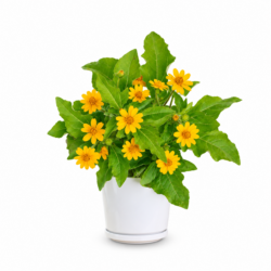 Little Yellow Star