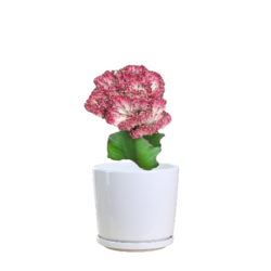 Euphorbia Lactea Cristata Variegata