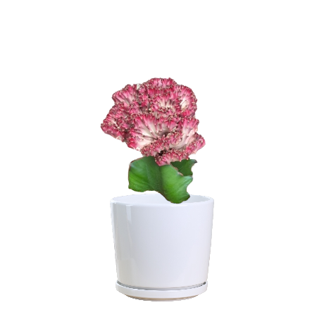 Euphorbia Lactea Cristata Variegata