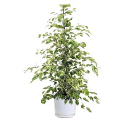 Ficus benjamina 'Twilight'