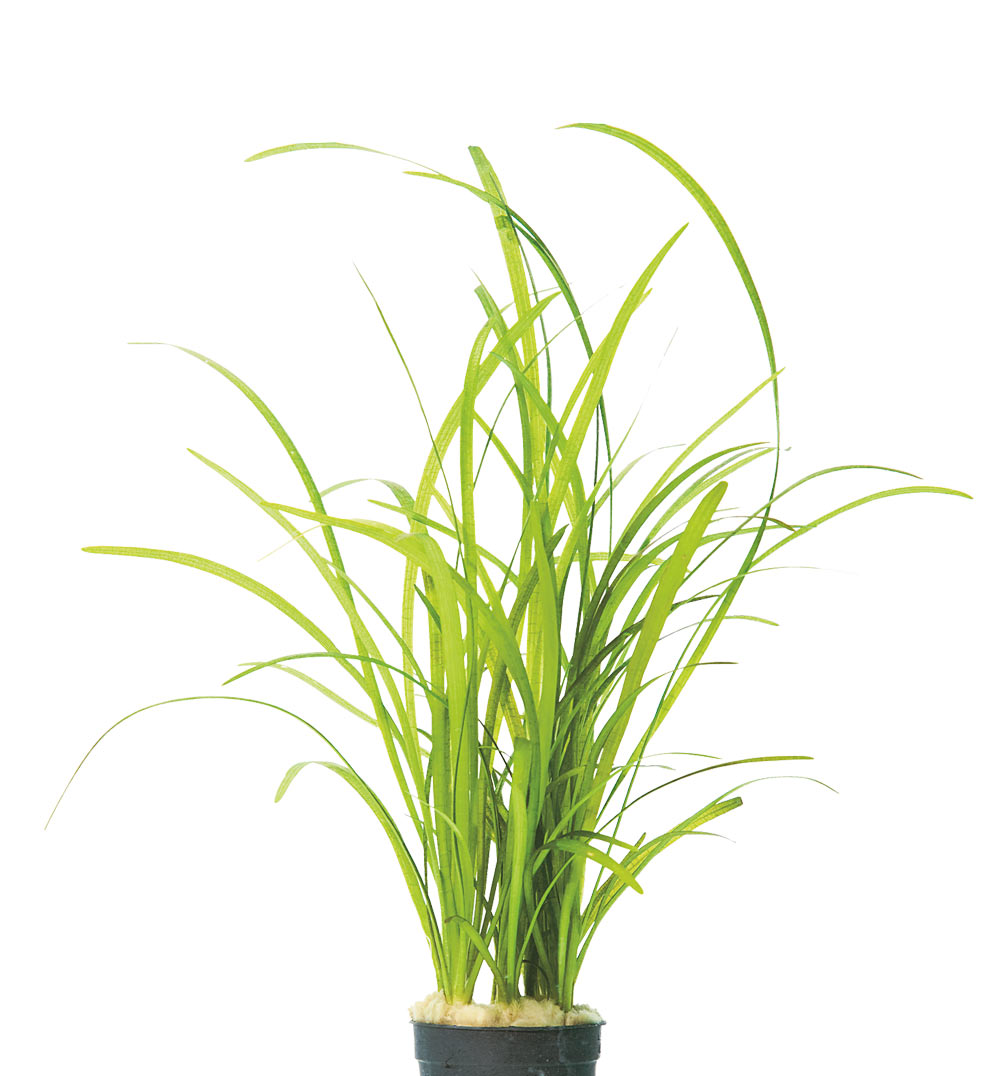 Vallisneria nana - Image 2