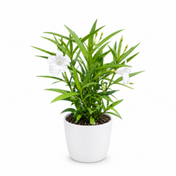 White Ruellia