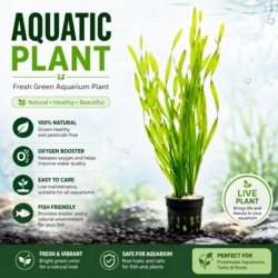 Aquarium Plants