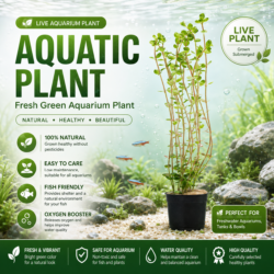 Rotala rotundifolia